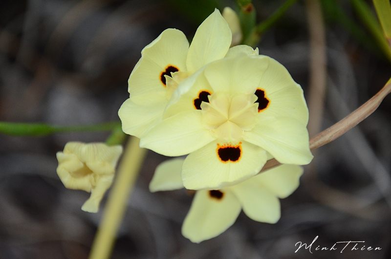 Close-up photos