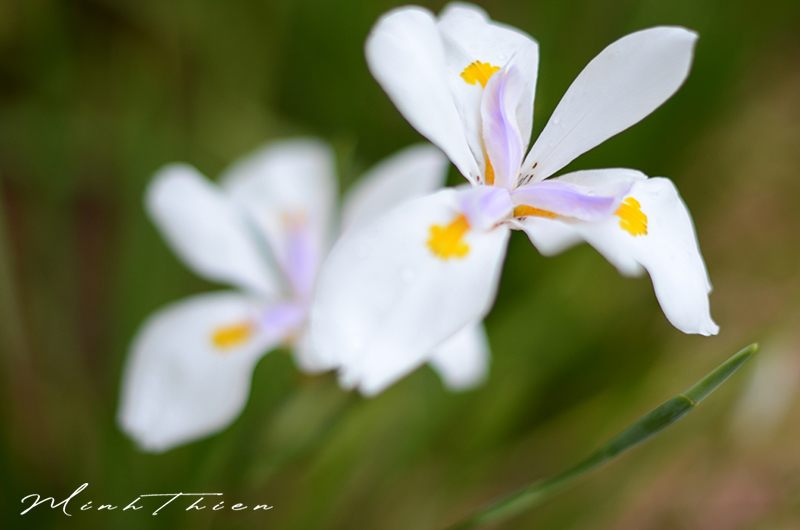 Close-up photos